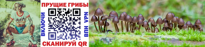 Псилоцибиновые грибы Cubensis Собинка